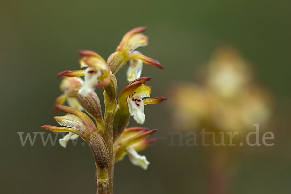 Korallenwurz (Corallorrhiza trifida)