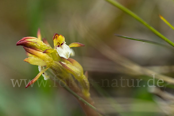Korallenwurz (Corallorrhiza trifida)