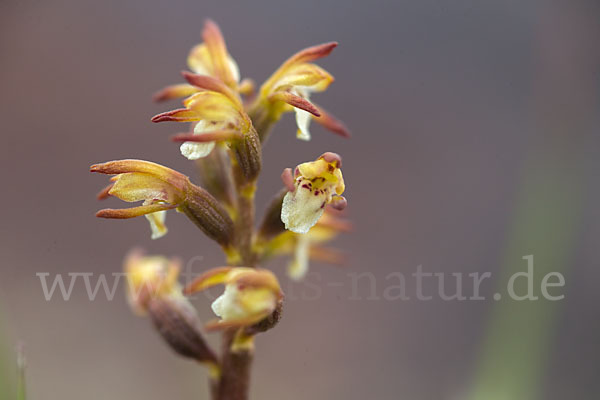 Korallenwurz (Corallorrhiza trifida)