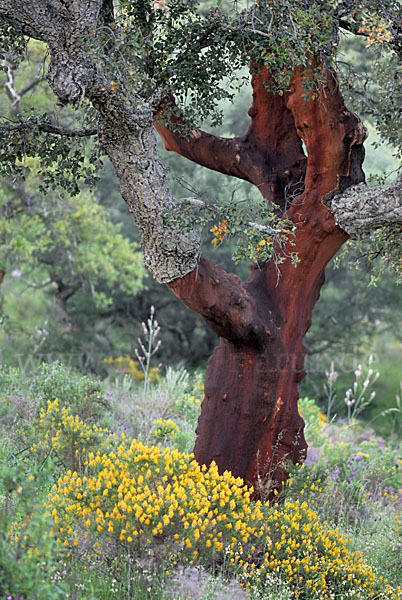 Kork-Eiche (Quercus suber)