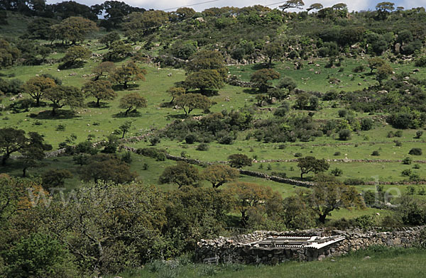 Kork-Eiche (Quercus suber)