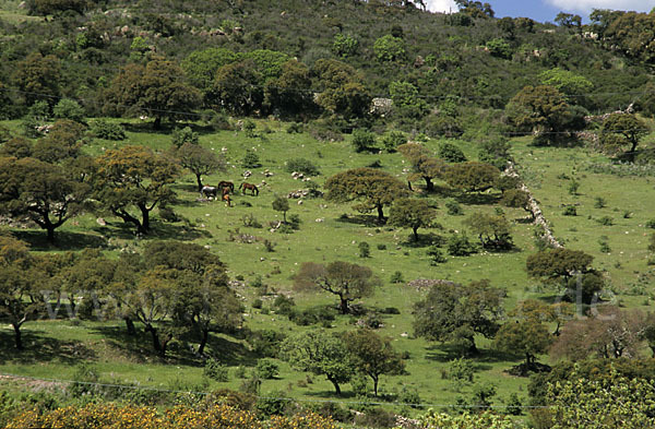 Kork-Eiche (Quercus suber)