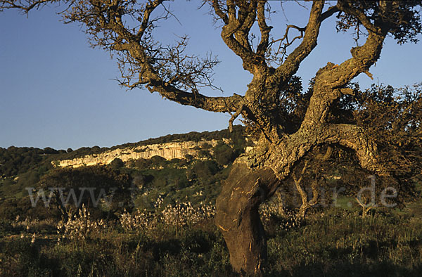 Kork-Eiche (Quercus suber)