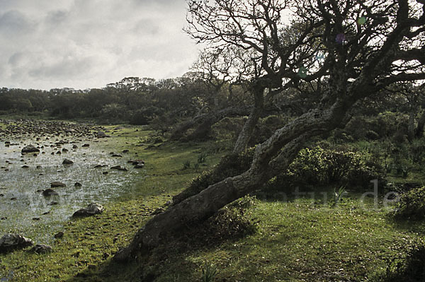 Kork-Eiche (Quercus suber)