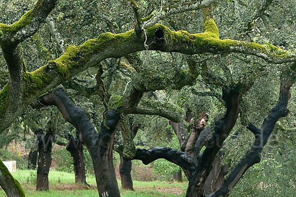 Kork-Eiche (Quercus suber)