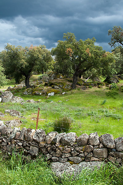 Kork-Eiche (Quercus suber)