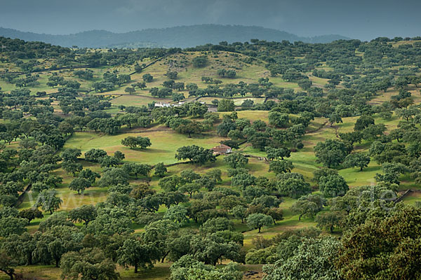 Kork-Eiche (Quercus suber)