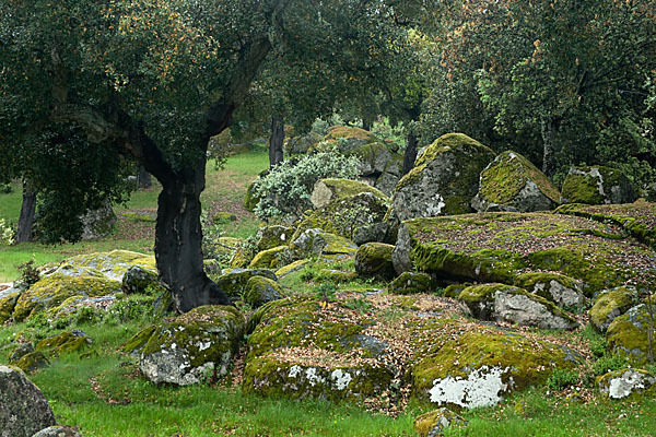 Kork-Eiche (Quercus suber)