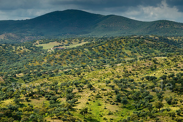 Kork-Eiche (Quercus suber)