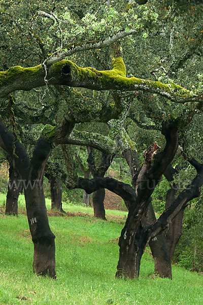 Kork-Eiche (Quercus suber)