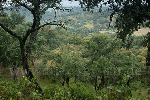 Kork-Eiche (Quercus suber)