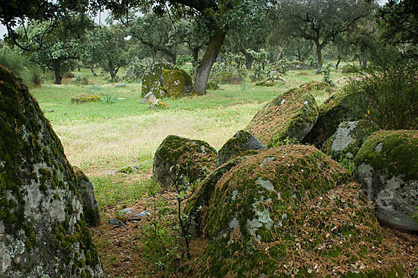 Kork-Eiche (Quercus suber)