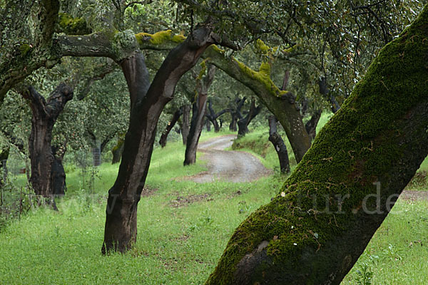 Kork-Eiche (Quercus suber)