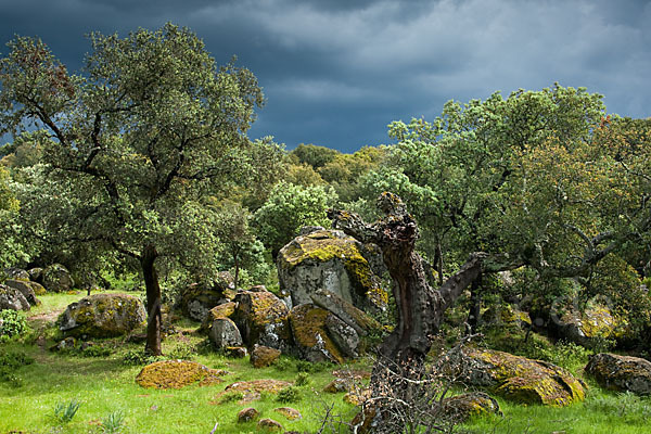 Kork-Eiche (Quercus suber)