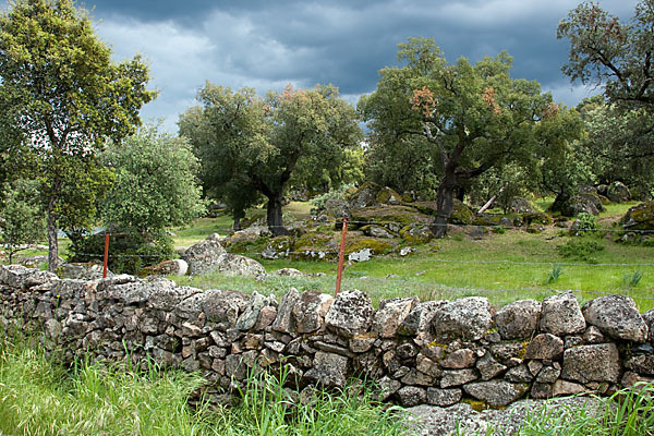 Kork-Eiche (Quercus suber)