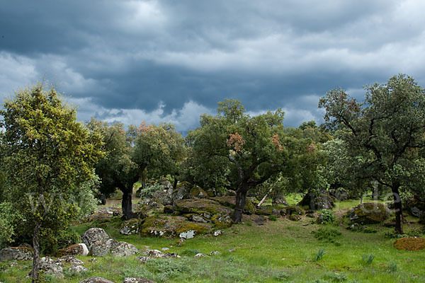 Kork-Eiche (Quercus suber)