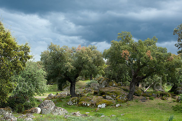 Kork-Eiche (Quercus suber)