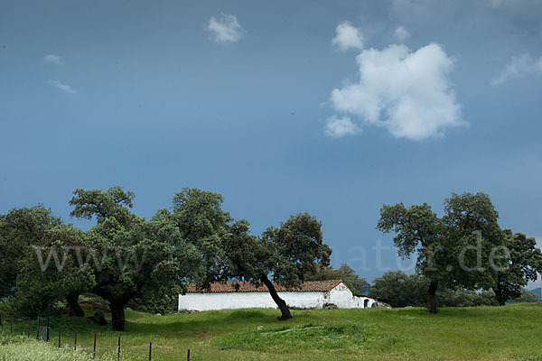 Kork-Eiche (Quercus suber)