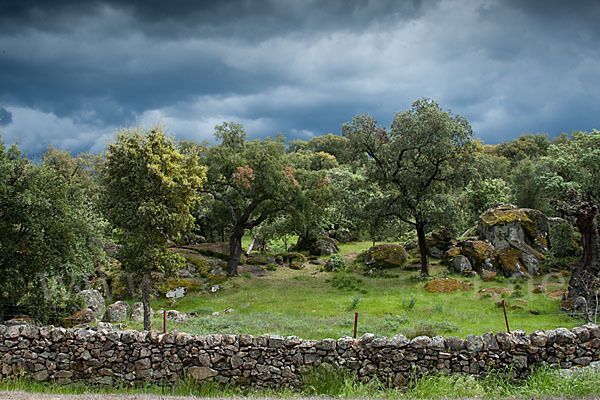 Kork-Eiche (Quercus suber)