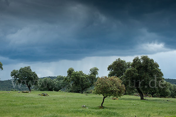 Kork-Eiche (Quercus suber)