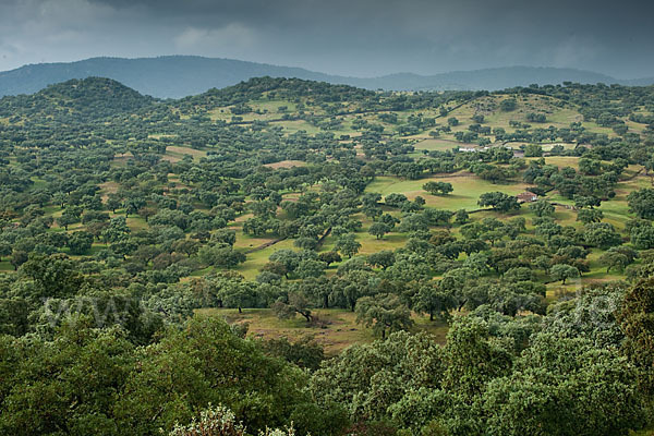 Kork-Eiche (Quercus suber)