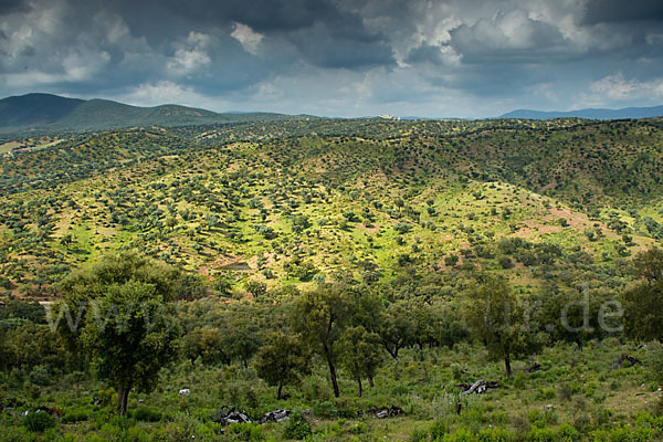 Kork-Eiche (Quercus suber)