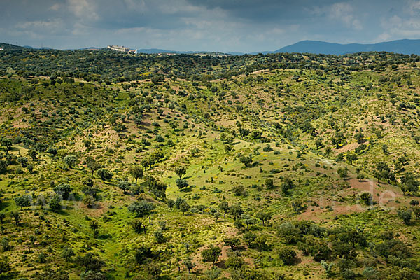 Kork-Eiche (Quercus suber)