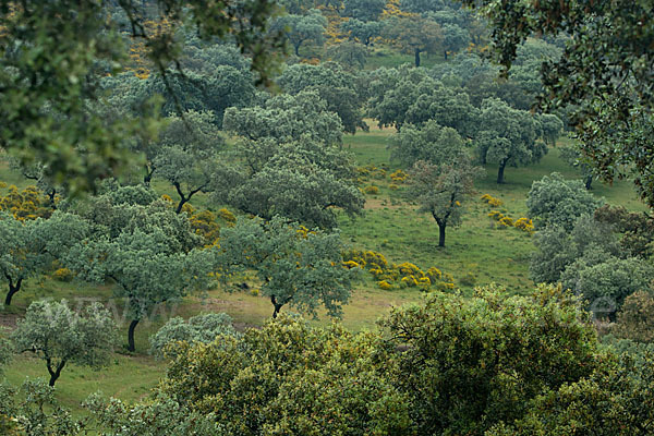 Kork-Eiche (Quercus suber)