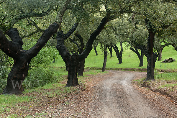 Kork-Eiche (Quercus suber)