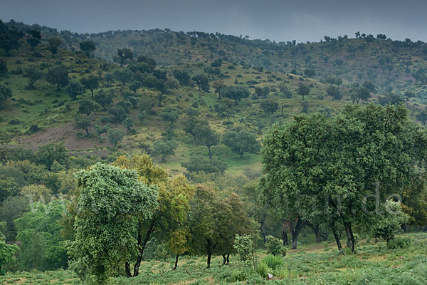 Kork-Eiche (Quercus suber)