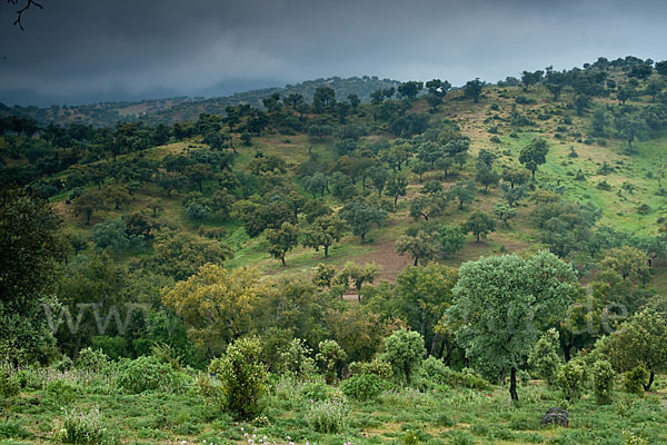 Kork-Eiche (Quercus suber)