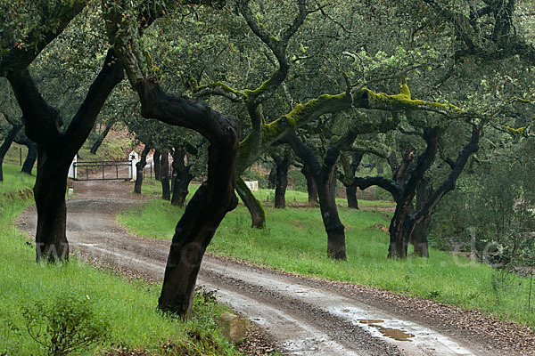 Kork-Eiche (Quercus suber)