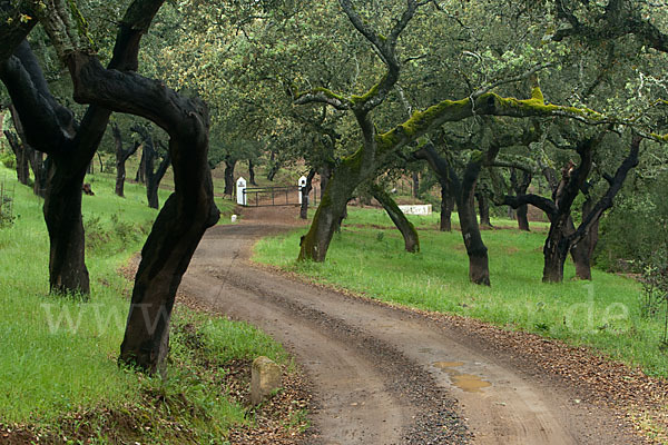 Kork-Eiche (Quercus suber)