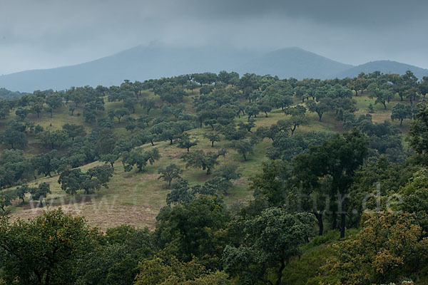 Kork-Eiche (Quercus suber)