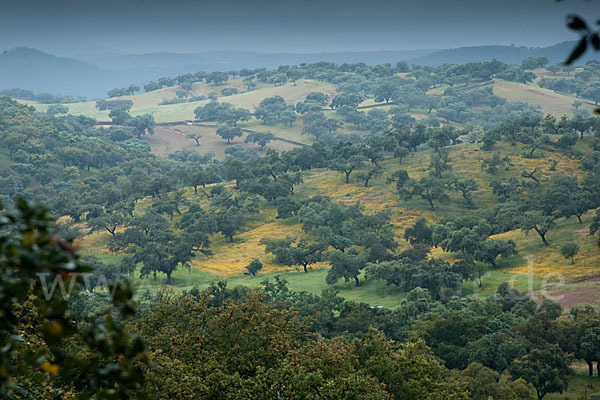 Kork-Eiche (Quercus suber)