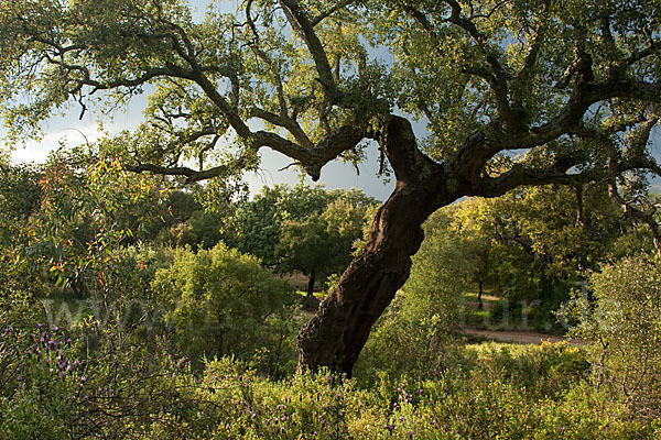 Kork-Eiche (Quercus suber)