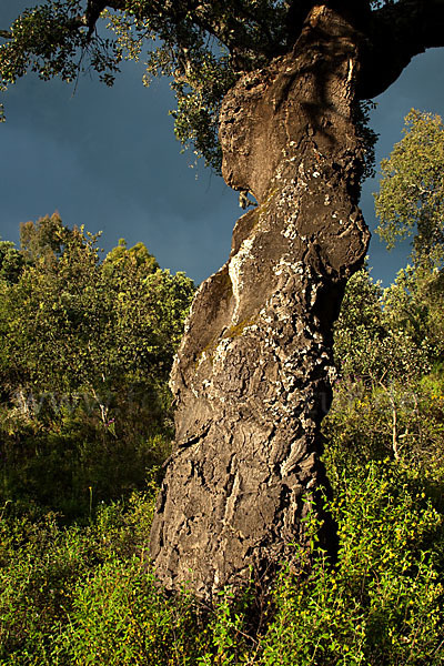 Kork-Eiche (Quercus suber)