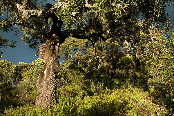 Kork-Eiche (Quercus suber)