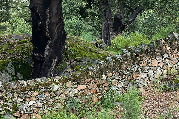 Kork-Eiche (Quercus suber)