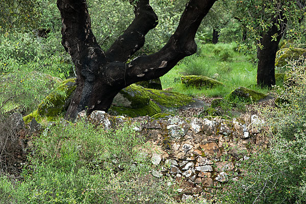 Kork-Eiche (Quercus suber)