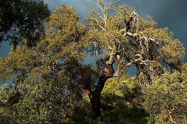 Kork-Eiche (Quercus suber)