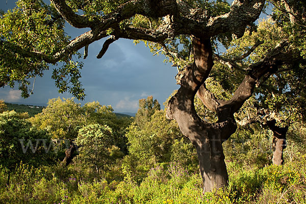 Kork-Eiche (Quercus suber)