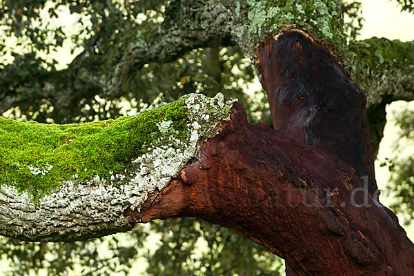 Kork-Eiche (Quercus suber)