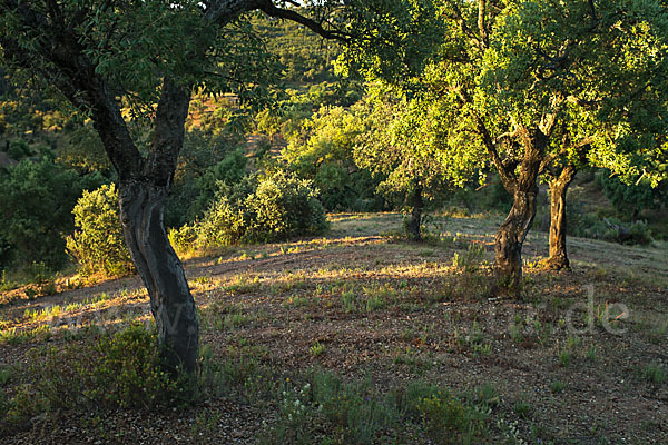 Kork-Eiche (Quercus suber)