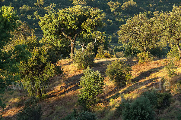 Kork-Eiche (Quercus suber)