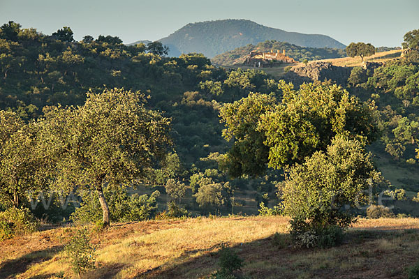 Kork-Eiche (Quercus suber)