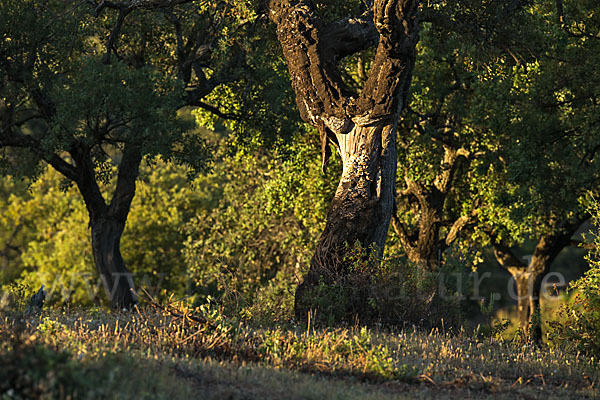 Kork-Eiche (Quercus suber)