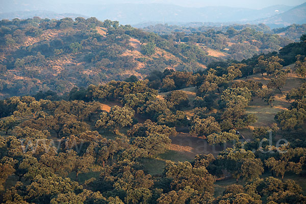 Kork-Eiche (Quercus suber)