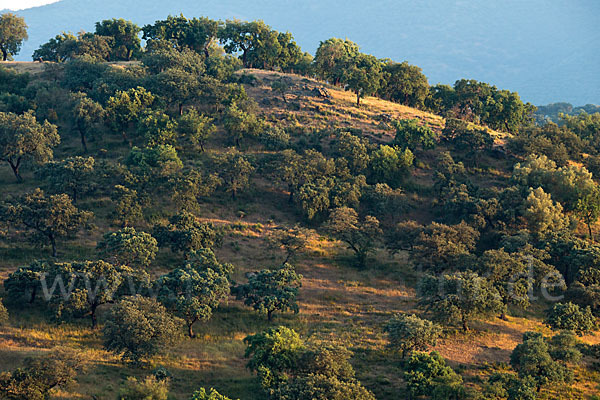 Kork-Eiche (Quercus suber)