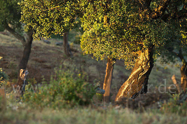 Kork-Eiche (Quercus suber)